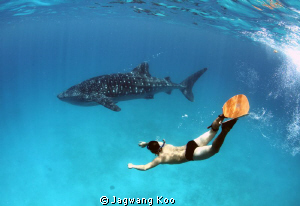 Whale Shark & Skin Diver by Jagwang Koo 